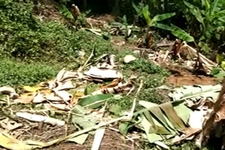 Wild elephant in Chaliyar Widespread crops were destroyed  കൃഷി നശിച്ചു  ചാലിയാറില്‍ കാട്ടാന ശല്യം  മലപ്പുറം  Wild elephant