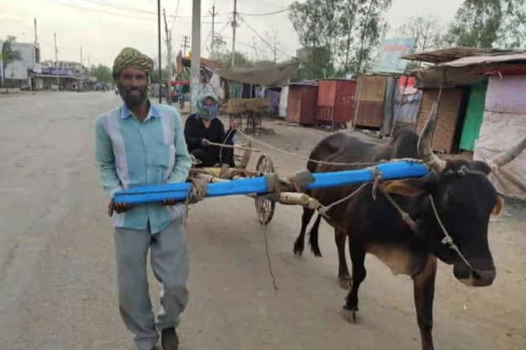 Worker reached Sironj to get his wife treated by pulling the bullock cart himself in sironj of vidisha