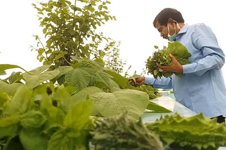 roof top gardening during lockdown in assam