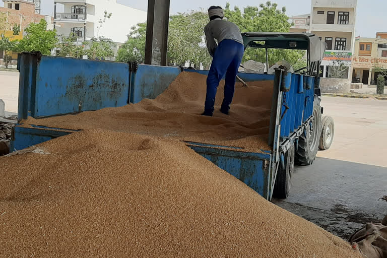 Wheat purchasing is continues in Jhajjar