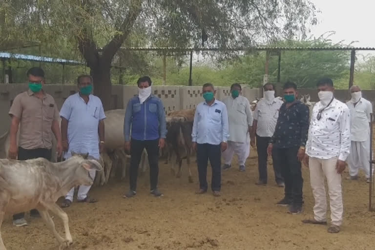 बालोतरा बाड़मेर,  बाड़मेर न्यूज़,  बालोतरा न्यूज़,  गोवंश को चारा दिया,  1 क्विंटल 25 किलों लापसी,  Barmer News,  Balotra News,  Feed to the cow