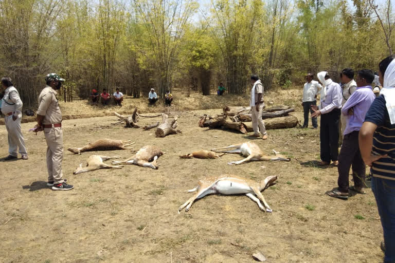 6 female animals including 5 female chital died after drinking poisonous water in a pond situated in Khairlangi forest zone of Balaghat