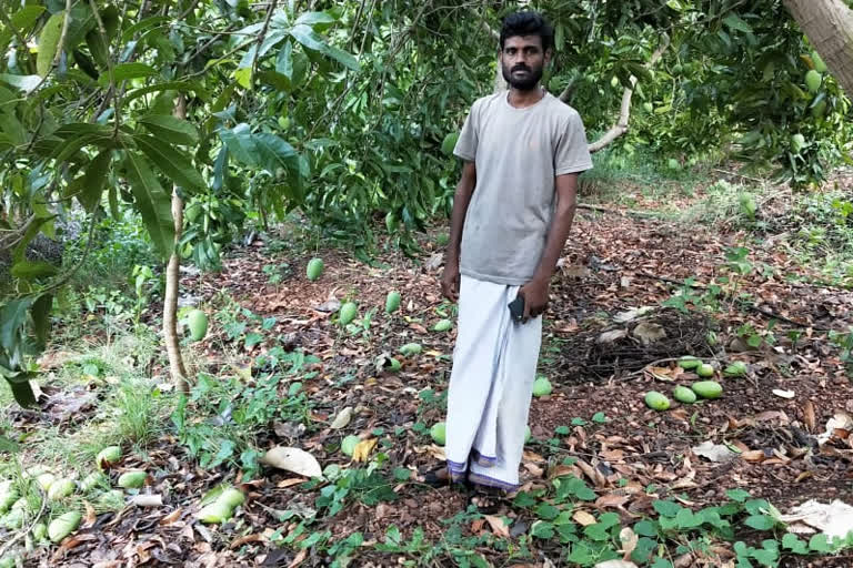 Wind rain destroys the mango crop