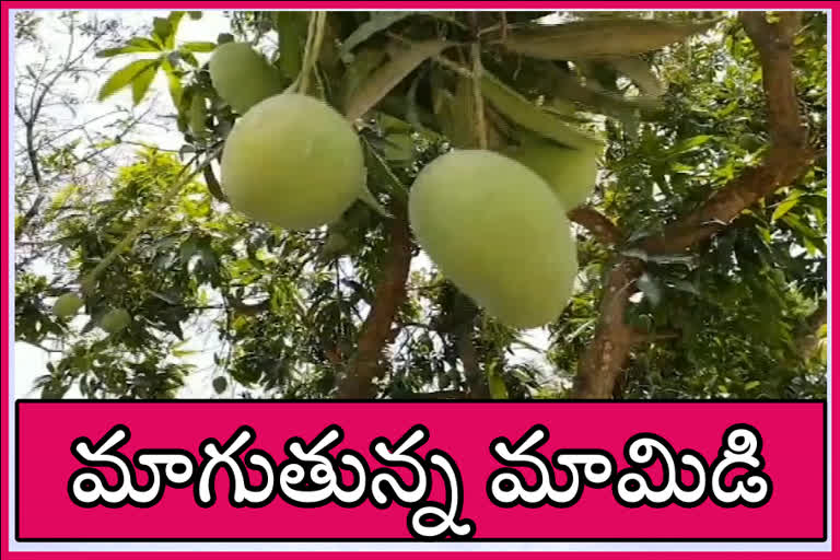 mango farmers problems at kadapa district