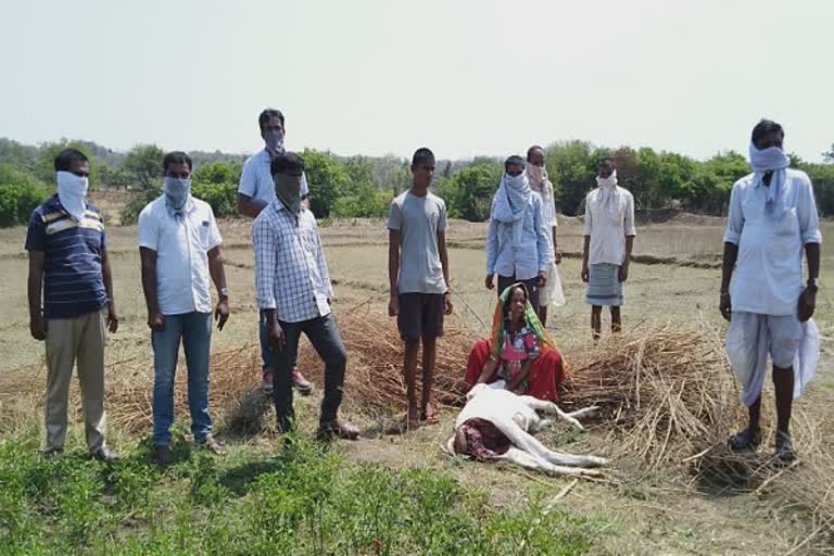 leopard attack on  Veal in vikarabad district