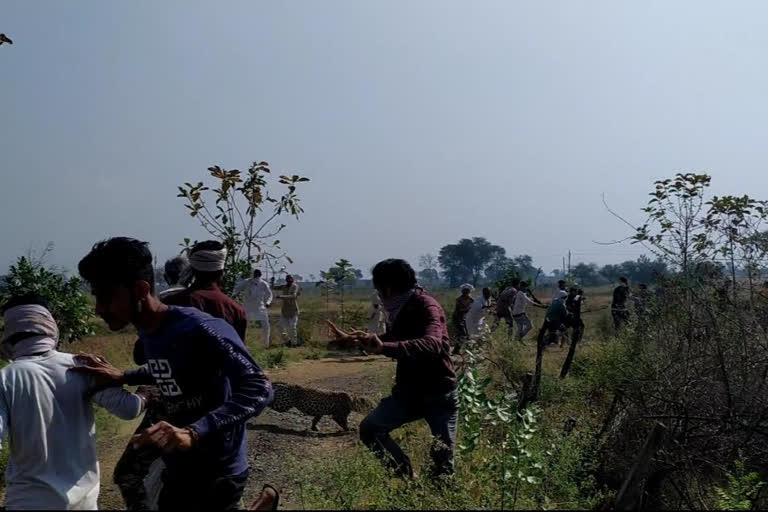 leopard in saini village