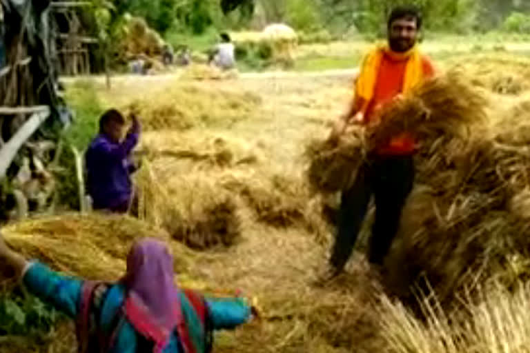 किसानों ने शुरू की गेहूं की कटाई