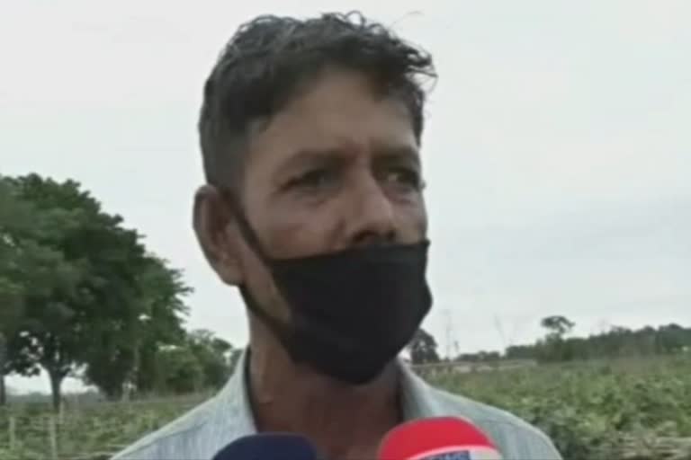 Farmer facing big losses in Dhubri