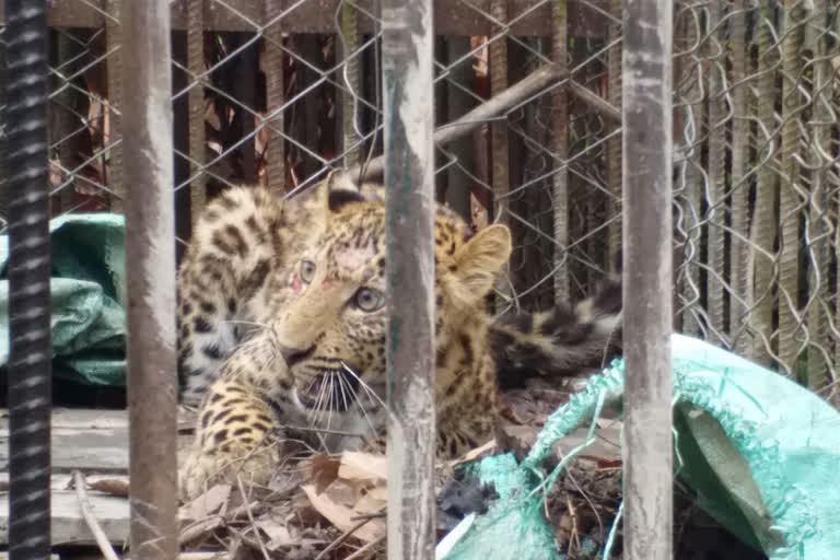 rescue-tiger-at-golaghat-pulibor