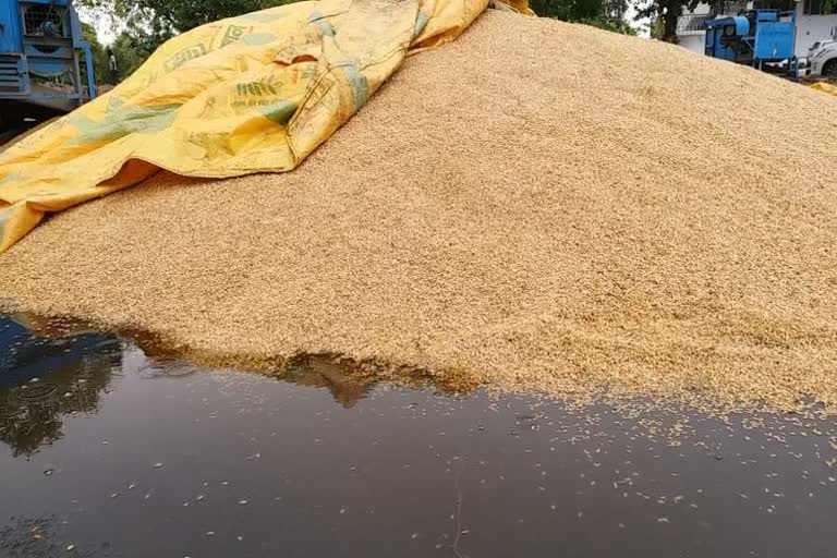 Wheat gets wet due to rain in sirsa