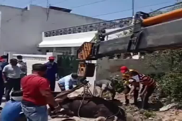 A cow fell in a drain in Ambala Cantonment