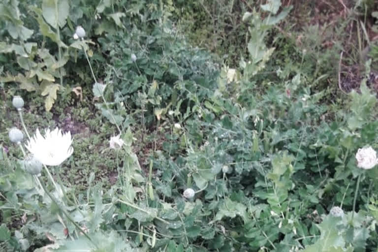 aani police destroyed illegal opium cultivation