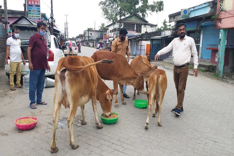 cows-in-lakhimpur-outcry-for-food