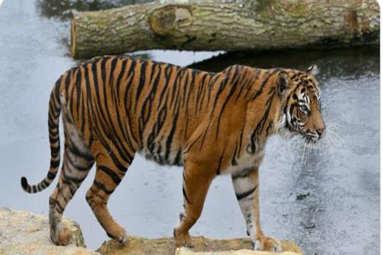 A tiger died in a white tiger safari