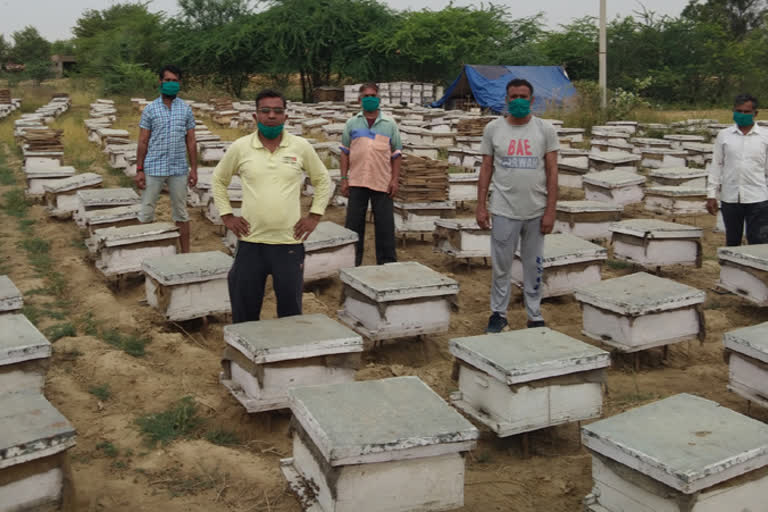 Beekeeper trapped in fields due to lockdown in bhiwani