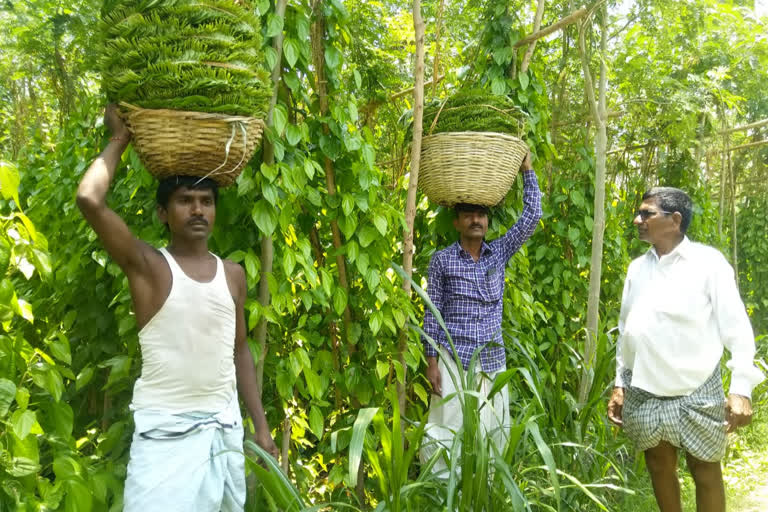 Coronavirus lockdown effect on betel leaf in Raichur