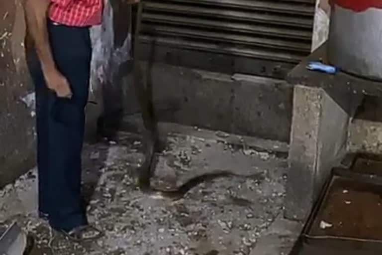 Sarpamitra caught a snake hiding in a restaurant in Akola