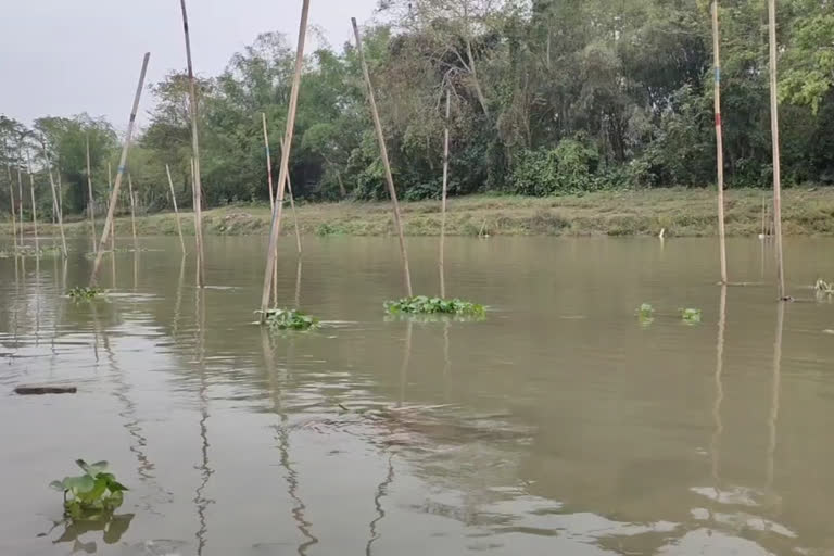 Fish selling problem in Assam