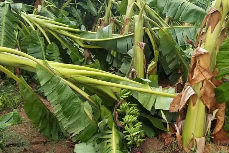 Heavy rain with wind in Mandya