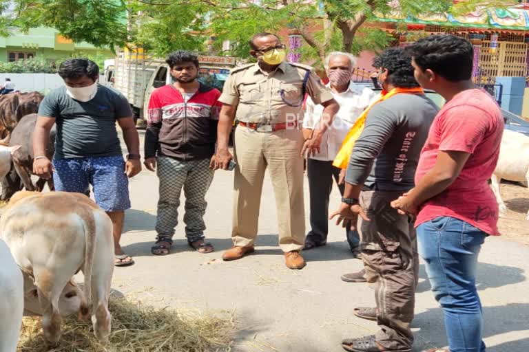 Ballary DYSP fed a food for cow