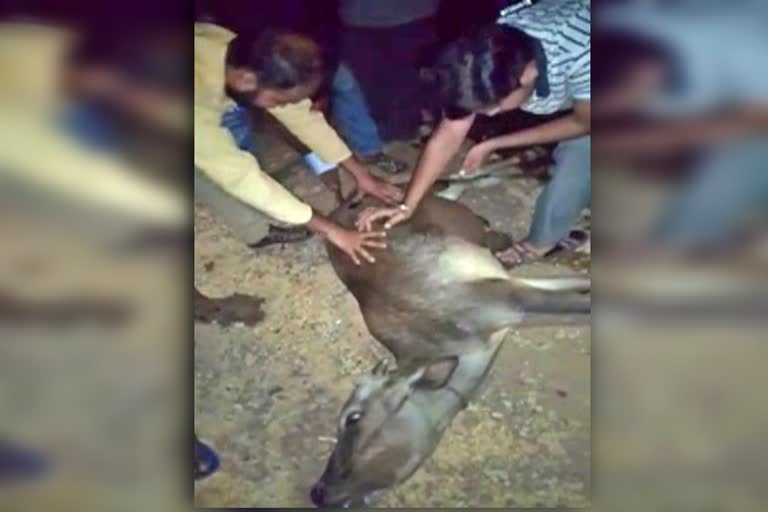 a-cow-death-in-accident-in-hubli-near-shanthiniketana