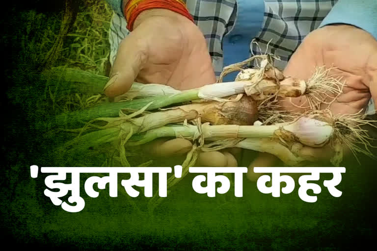 Scorching disease in onion crop