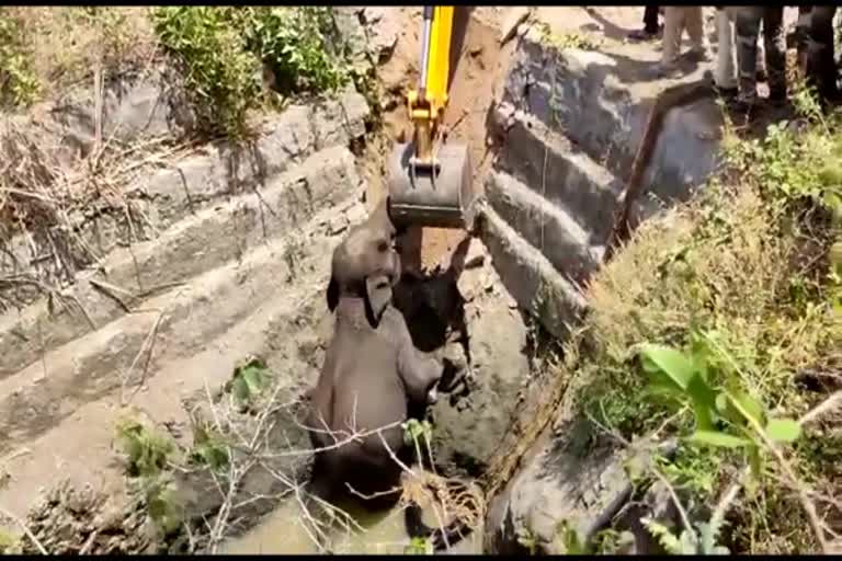 sathyamangalam elephant which fell in well saved by forest officers