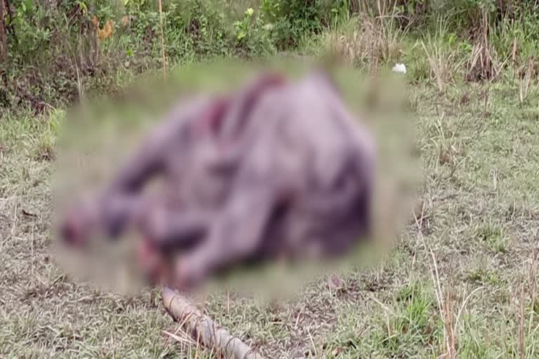 Kajiranga rhino dead body recovered