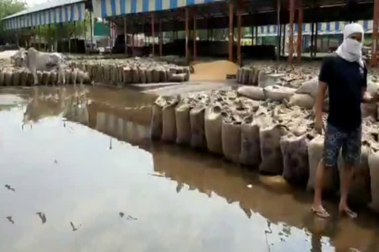 Faridabad Wheat of farmers wet in grain market in rain