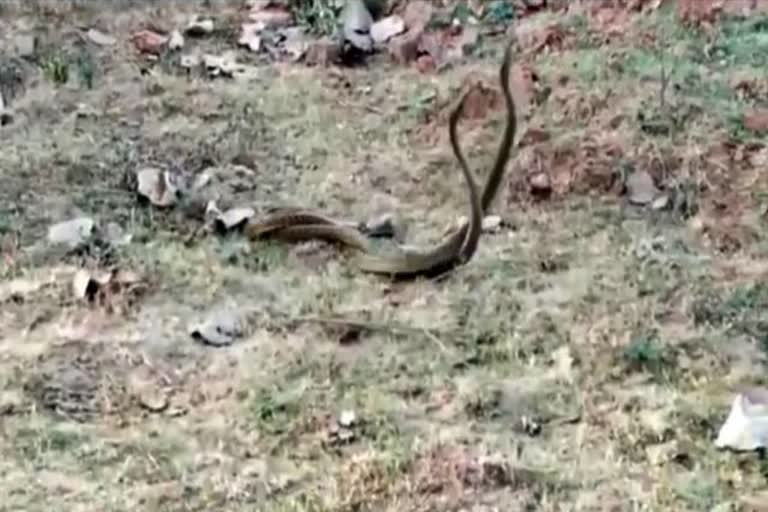 A pair of snakes seen playing in dhanbad