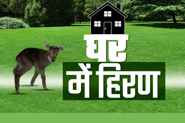 Deer baby arrived in residential area