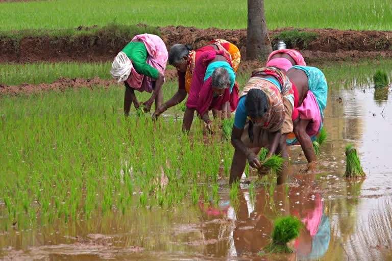 ক’ভিড-১৯ৰ সময়ত খাদ্য সুৰক্ষা