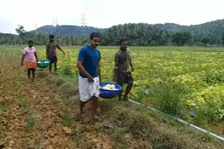 shamam  shamam cultivation  Kalinchappady padashekaram  മലപ്പുറം  കരിഞ്ചാപ്പാടി  ഷമാം കൃഷി