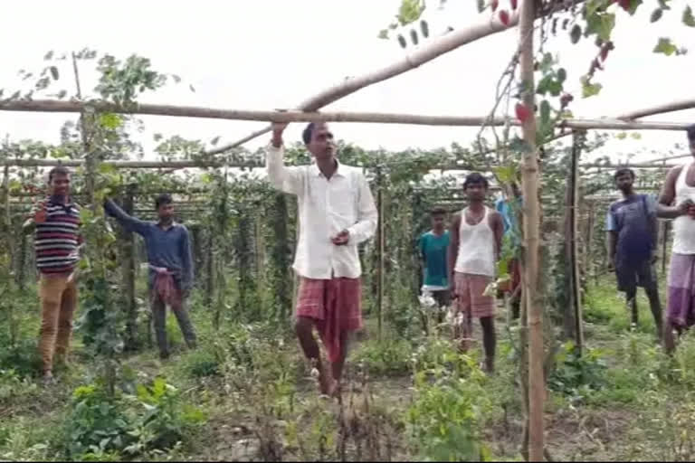 during-lock-down-destroy-cultivation-nagoan-samuguri