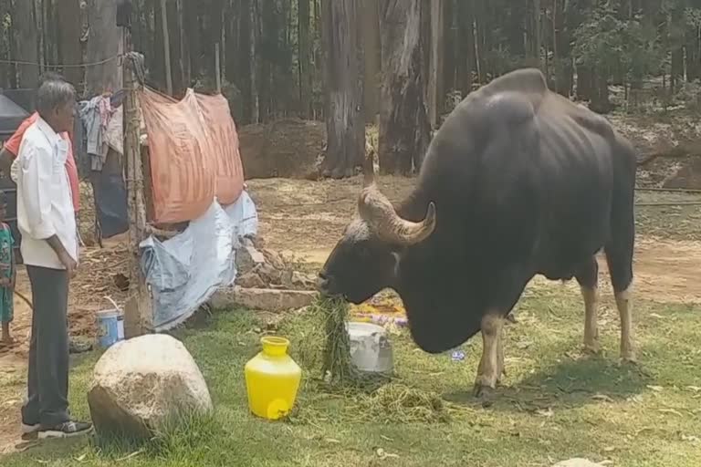 There are some people feeding blind gaur in nilgiris