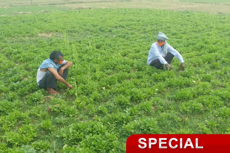 हजारीबाग के इचाक में धनिया पत्ता का खेती प्रभावित