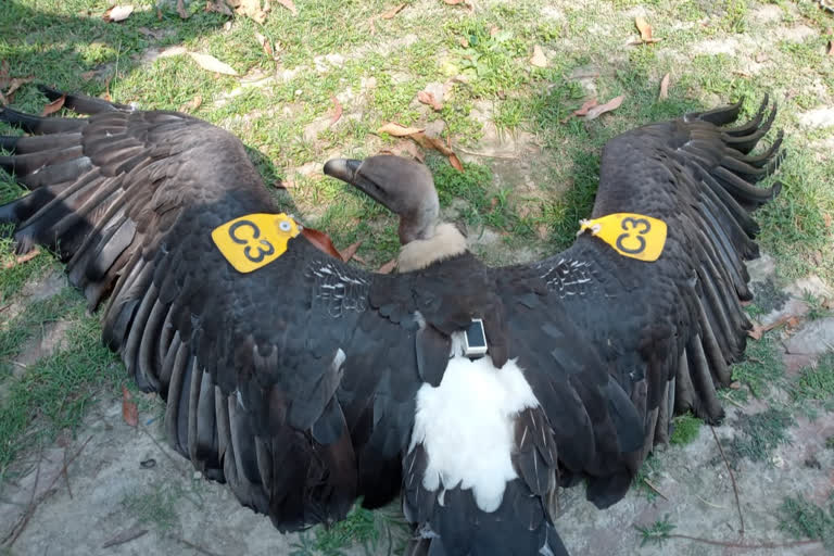 Tagged bird caught by alert villagers