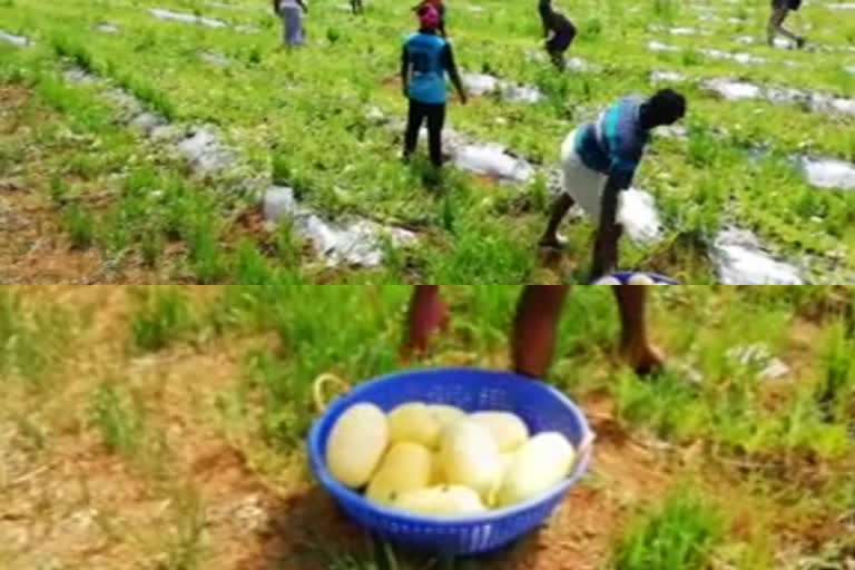 lockdown  watermelon  Farmers cultivated watermelon  നൂറുമേനി തണ്ണിമത്തന്‍ വിളയിച്ച്  മലപ്പുറം  തണ്ണിമത്തന്‍