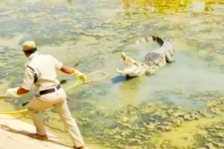 crocodile caught in jurala left canal and leave in jurala project