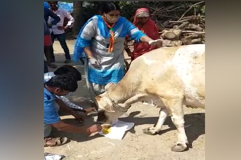 ಪ್ರಾಣಿಗಳಿಗೆ ಆಹಾರ ವಿತರಿಸಿದ ಸ್ಕೌಟ್ & ಗೈಡ್ಸ್