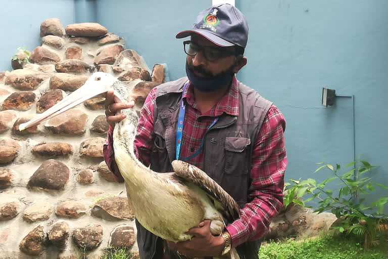 Rare bird rescued at Bangaluru