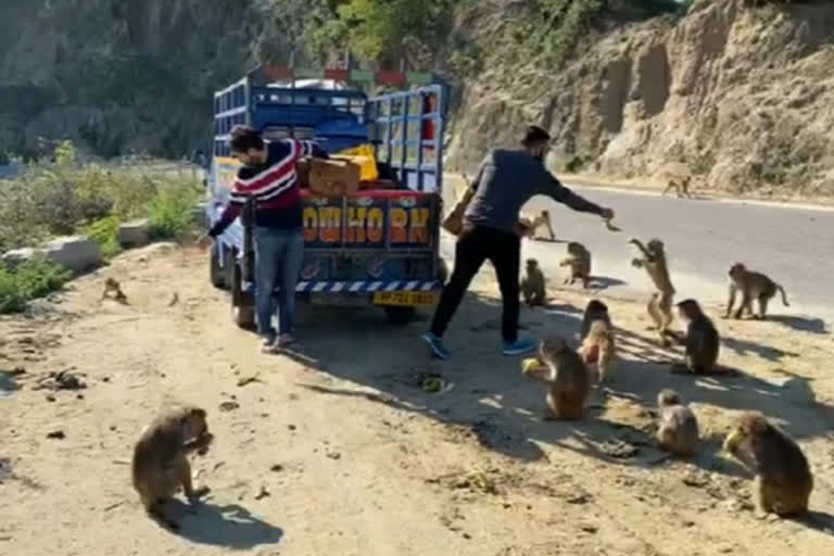 youth feed stray animals in una