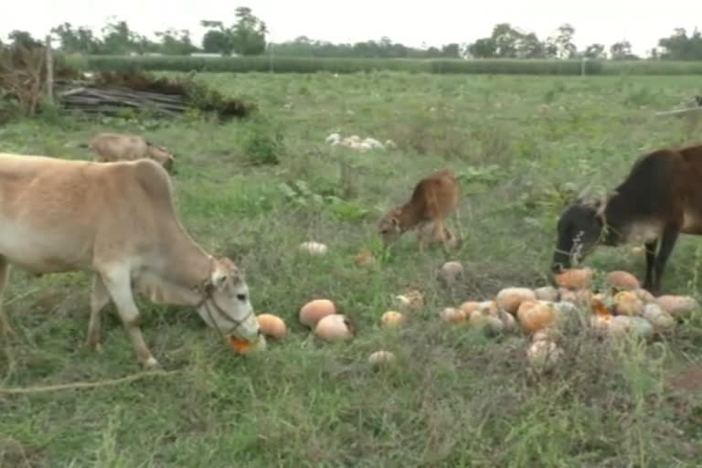 darang-farmer-situation-during-lock-down