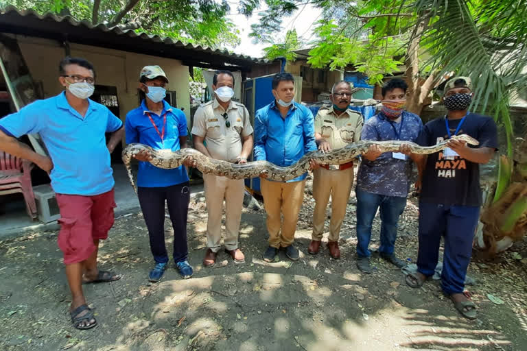 During the lockdown, 2 dragons with 68 venomous snakes entered in home