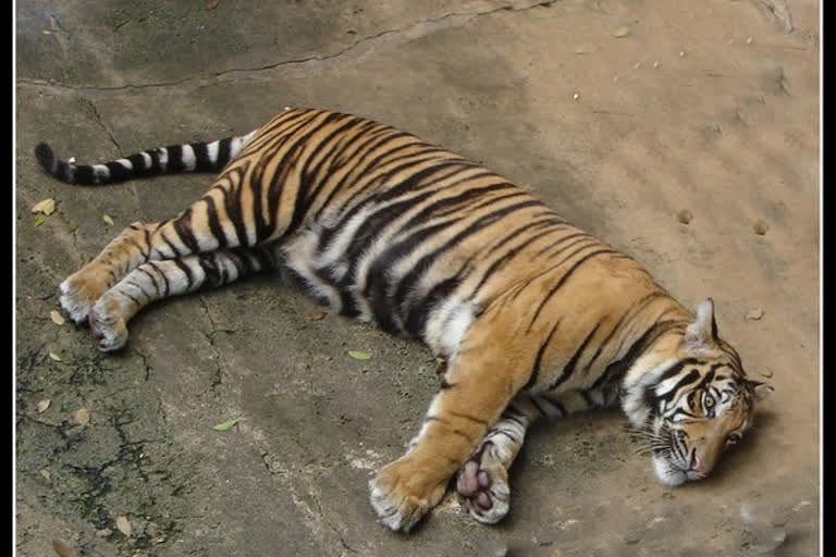 Tigress dies at Delhi Zoo  sample sent for corona testing at Bareilly  ചത്ത പെണ്‍കടുവയുടെ രക്തം കൊവിഡ് പരിശോധനയ്‌ക്കയച്ചു  ഡല്‍ഹി മൃഗശാല  കൊവിഡ് 19  Delhi Zoo