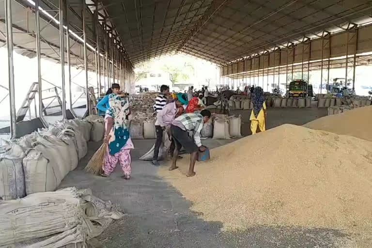 wheat and mustard purchasing in hisar