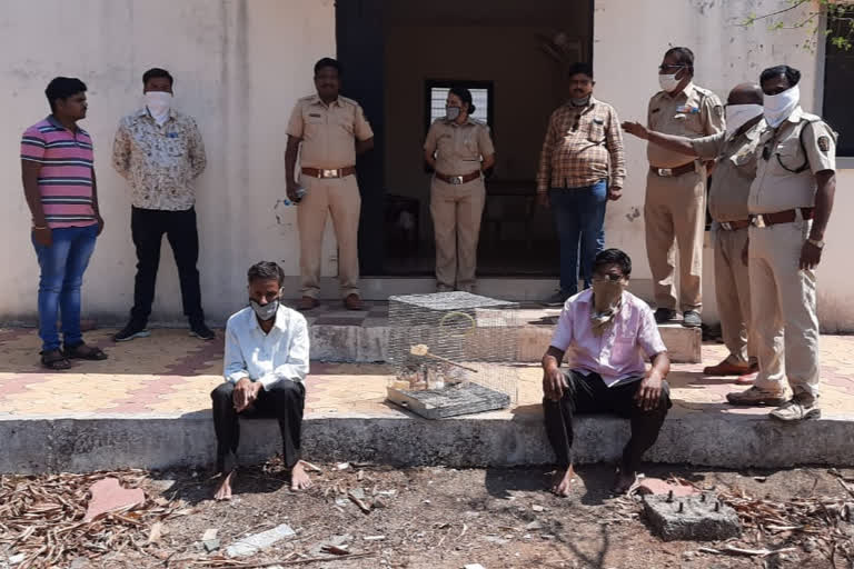 Two rabbit hunters arrested in Satara