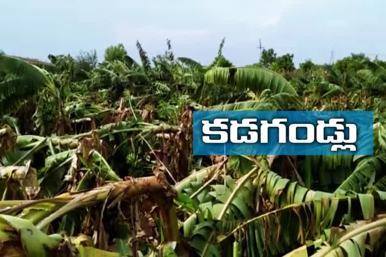 Banana crop damage on 185 acres with rains