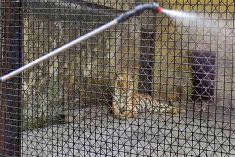 tigress-dies-of-kidney-failure-in-delhi-zoo-samples-sent-for-coronavirus-testing