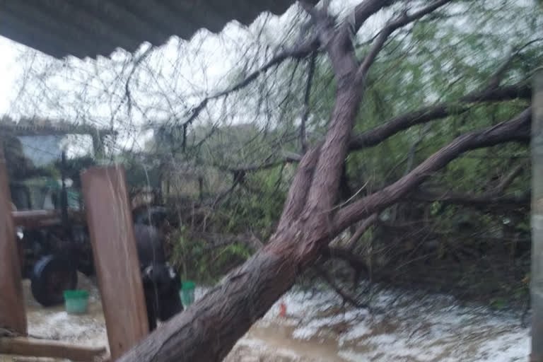 नागौर में पेड़ और खंभे उखड़े, Uprooted trees and poles in Nagaur